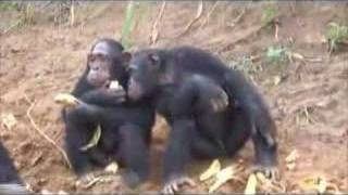 TheWorldOffroad Expedition: Chimpanzees in Cameroun
