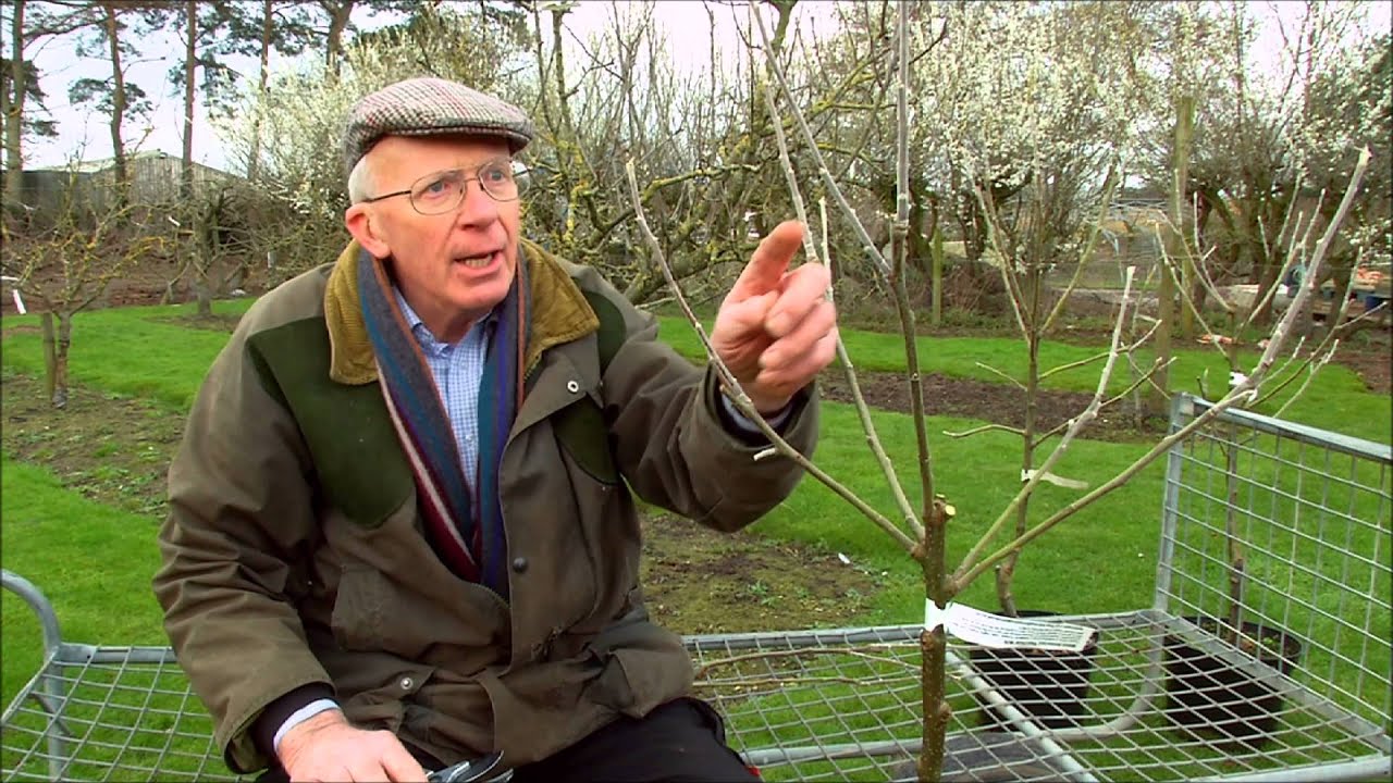 How To Prune Young Fruit Trees