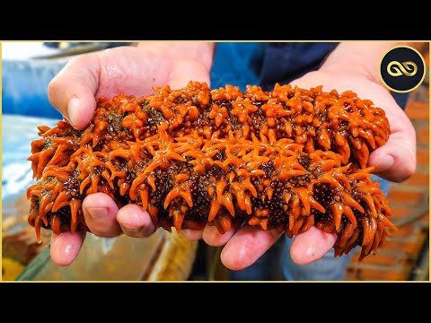 Video: Hải sâm là một sinh vật độc đáo