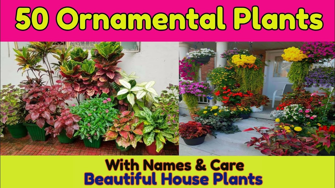 Kinds of ornamental plants garden