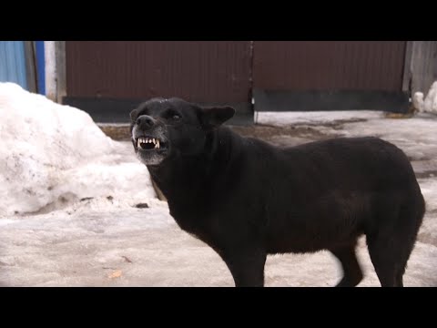 Собаки в законе. В городе начался отлов бродячих животных.