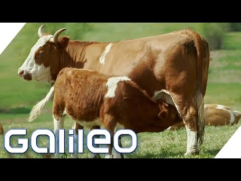 Video: Welches Land ist der größte Exporteur von Rindfleisch?