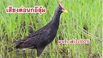 เสียงต่อนกอีลุ้ม นกตูม เข้าไว100% (ไม่มีเสียงรบกวน) 