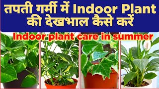 8 Tips to Take Care of Indoor Plant in Summer /गर्मियों में इंडोर पौधों की देखभाल कैसे करें /Indoors