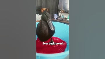 Thumbnail of What is your favorite duck breed #music #newmusic #cover #singer #song #myduck #discoducks #ducklife