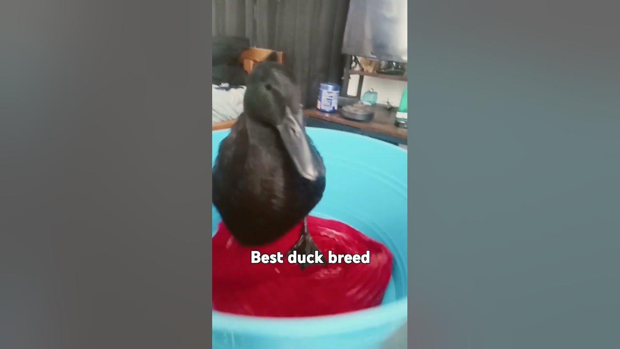 What is your favorite duck breed #music #newmusic #cover #singer #song #myduck #discoducks #ducklife