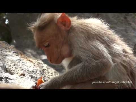 Gingee Small Monkeys Huge Cock