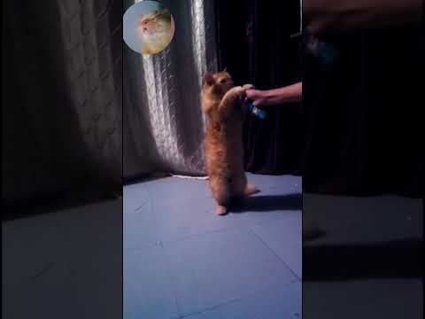 Cat Simba Funny Video Hungry Simba 