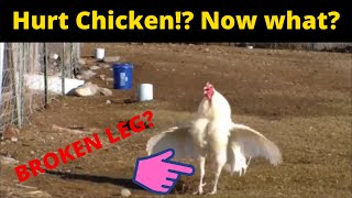 My ROOSTER is HURT! What now?