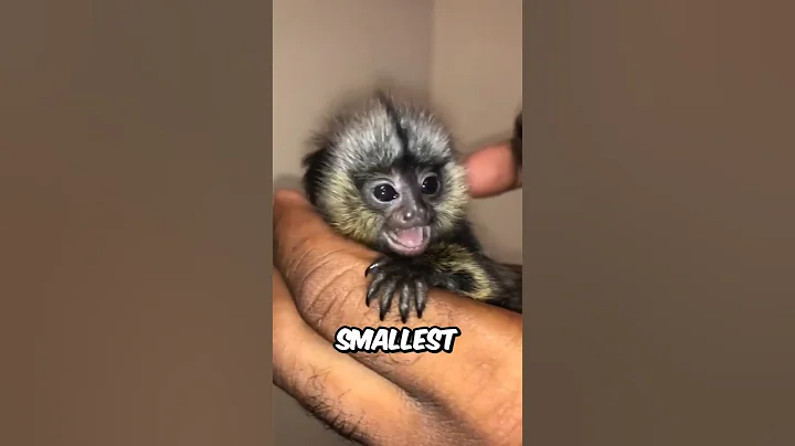 Fascinating Animal Facts You Didn't Know!#animalfacts#wildlife#facts thumbnail