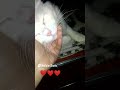 القطط بتاعتي دمها شربات طبعا بصه وكيمو قطتي
