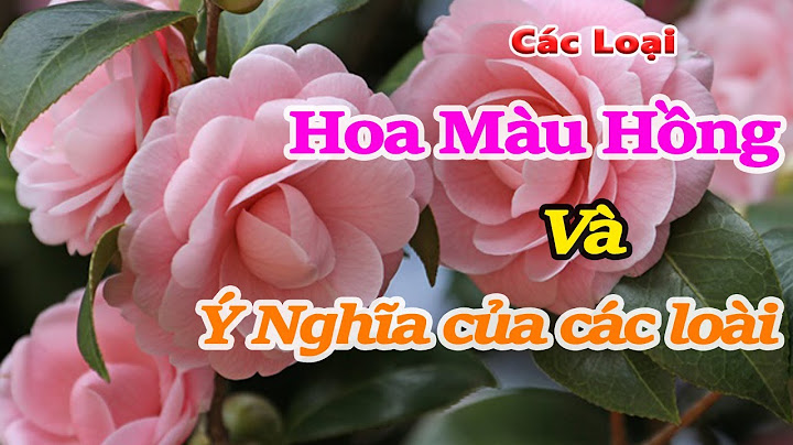 Hoa giống hoa hồng là hoa gì năm 2024