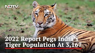 India's Tiger Population In 2022 Was 3,167, Reveals Latest Census Data