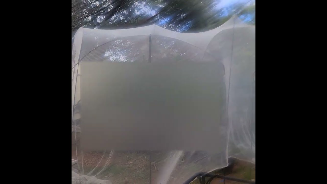 Australian Hemp Hunter