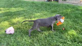 Great Dane Breeders in Michigan