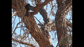 Spotted eagle owl gets mobbed by every other bird in the Kalahari