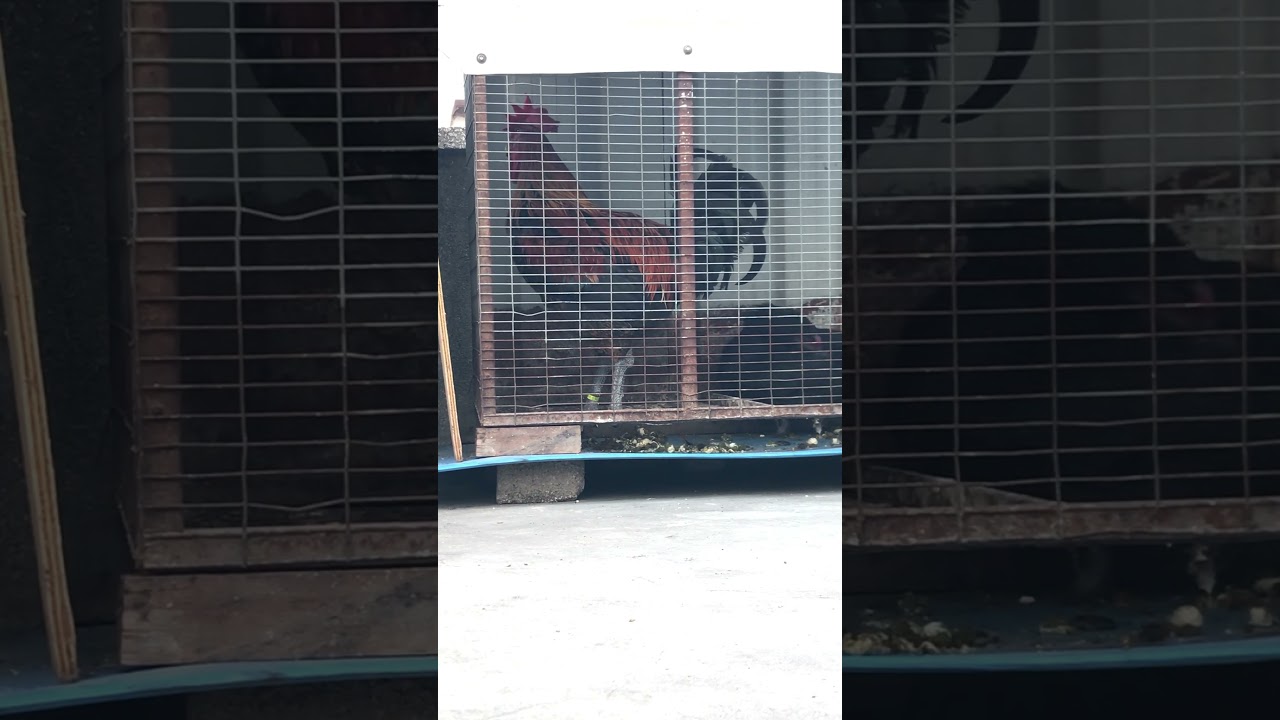 Denizli Horozu Kırmızı (Al) 