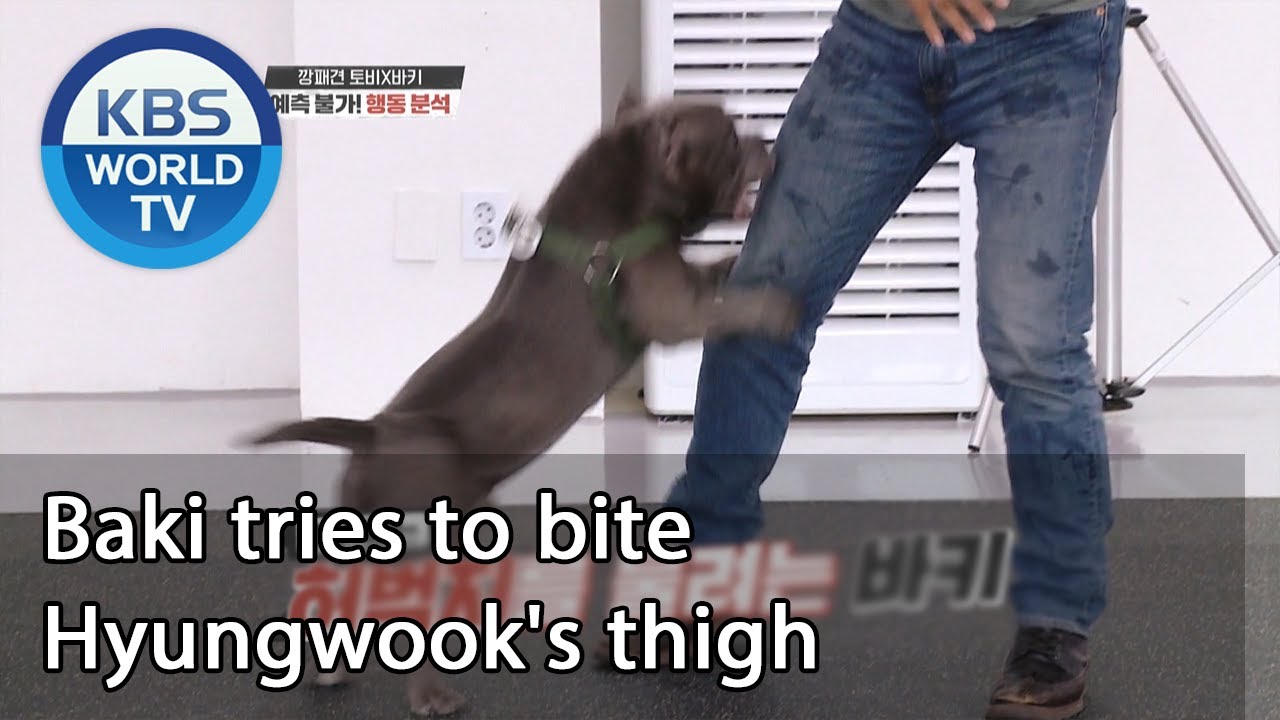 Baki Tries To Bite Hyungwook'S Thigh (Dogs Are Incredible) | Kbs World Tv 200909