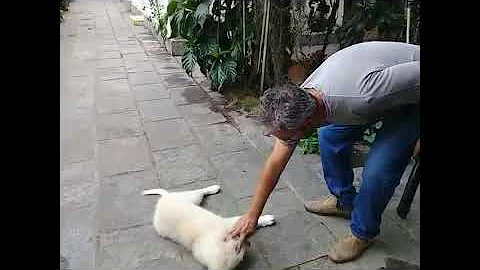 Como criar cachorro maremano?