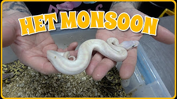 Het Monsoon Ball Python? Clutch Update!