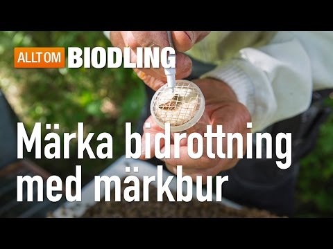 Märka bidrottning med