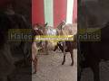 Haleem bakra mandi | Reasonable price mandi | #shortviral #bakreed #ytshorts #shorts