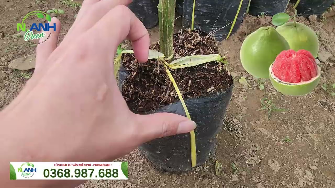 0368.987.688 | Cây Giống Bưởi Da Xanh Chiết Siêu Đẹp - Trồng Là Sống, Nhanh Ra Trái