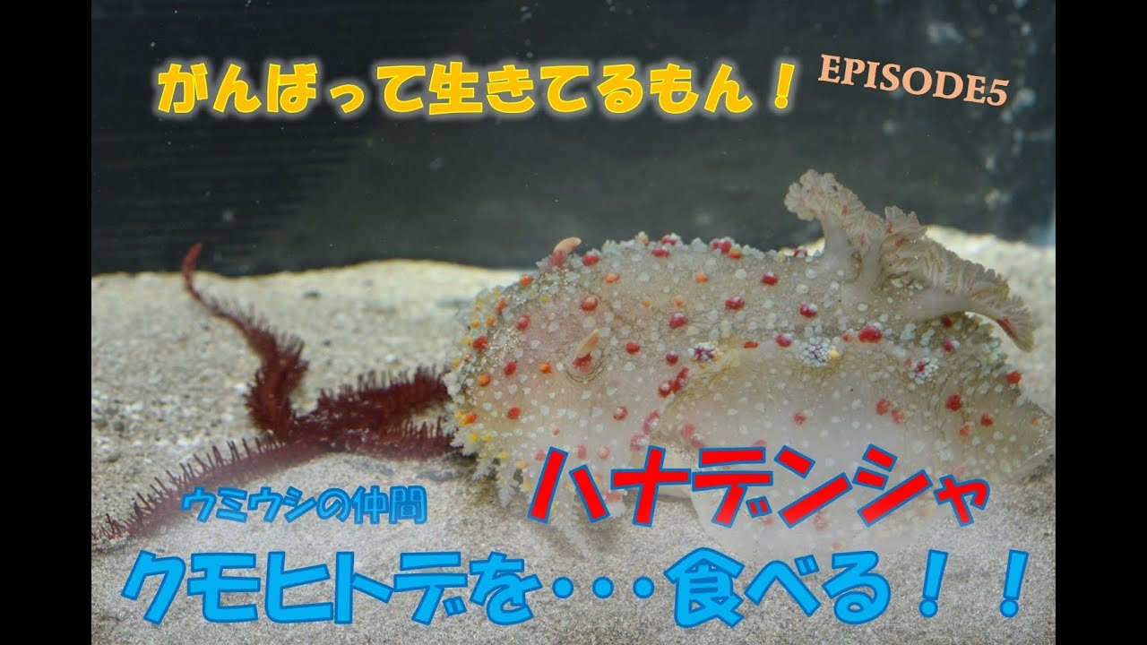 ウミウシの仲間ハナデンシャがクモヒトデを 食べた Youtube