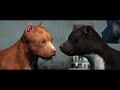 Chance - Trailer