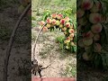 Laden with Fruit: A High-Yield Grafted Peach Tree