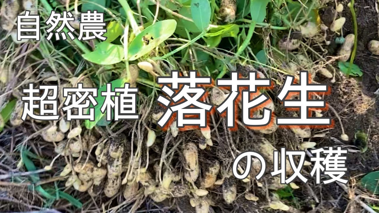 ナスと混植した、超!密植落花生の収穫! - YouTube
