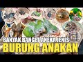 REVIEW HARGA KHUSUS BURUNG ANAKAN /LOLOHAN TERBARU 2023 DI PASAR BURUNG PRAMUKA