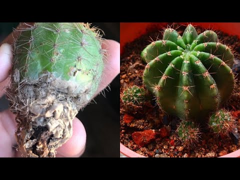 Video: Drechslera-kaktusstamvrot: Hoe om 'n verrottende kaktus te red