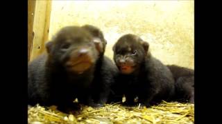 bush dog pups 3 weeks old by SCARCE WORLDWIDE 3,195 views 8 years ago 2 minutes, 5 seconds