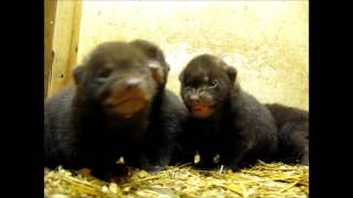 bush dog pups 3 weeks old