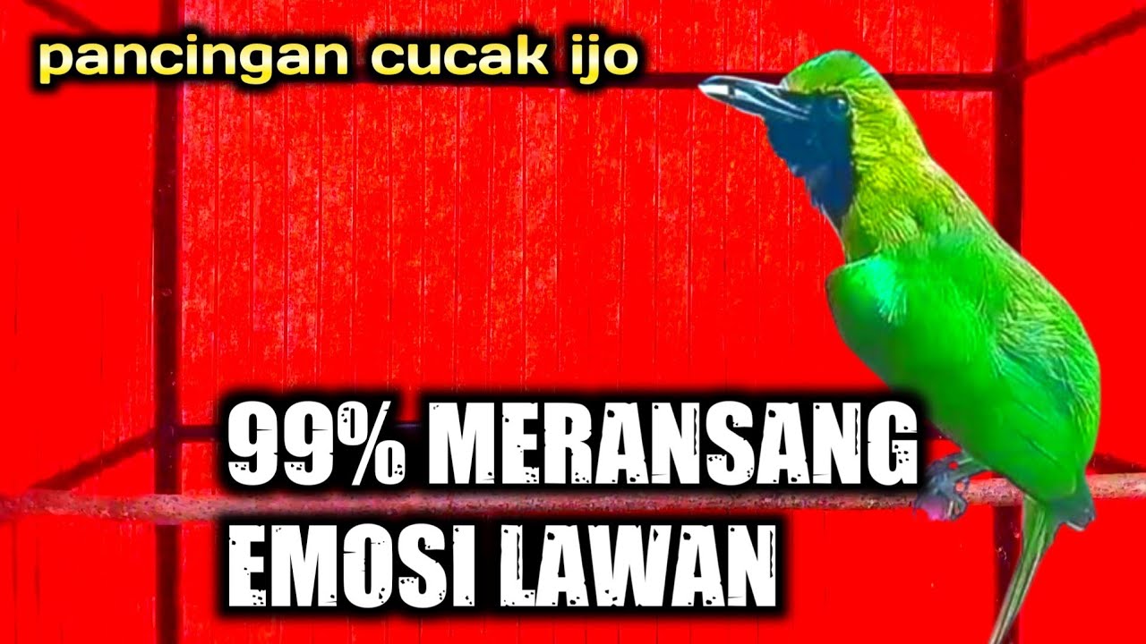PEMBANGKIT EMOSI || CUCAK IJO GACOR JAMTROK FULL TEMBAKAN NGERI.
