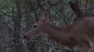 Deer (2 of 5) @ Macricostas Preserve - New Preston, CT - 09-18-2017