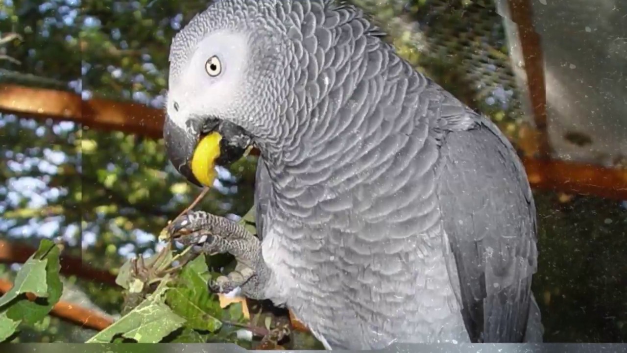 African Grey Growth Chart