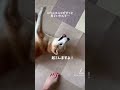 エンとオカンに事は無し😊それにしても焦らすオカン😆#犬#しばいぬ#柴犬#シニア犬#老犬介護