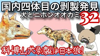 ニホンオオカミ国内四体目の剥製発見⁉︎〜国立科学博物館所蔵ヤマイヌ