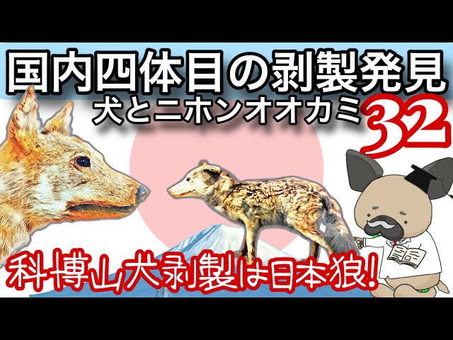 ニホンオオカミ国内四体目の剥製発見⁉︎〜国立科学博物館所蔵ヤマイヌ