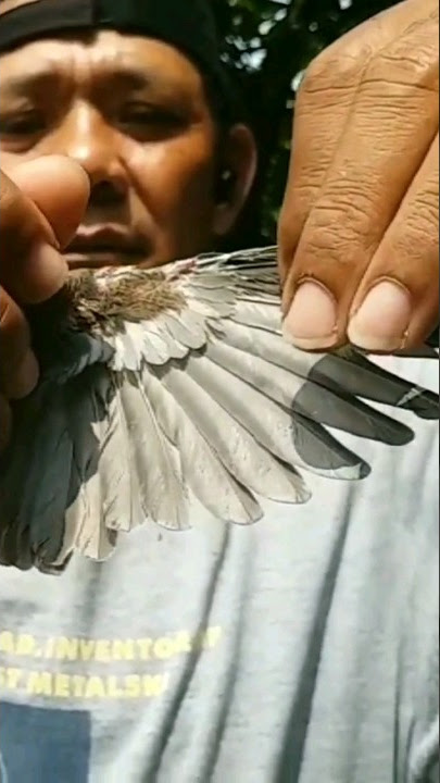 Burung perkutut dengan ciri ini banyak dicari para kolektor dan penghobi #shorts
