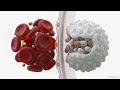 The Circulatory System — Your Body's Delivery Network