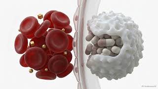 The Circulatory System — Your Body's Delivery Network