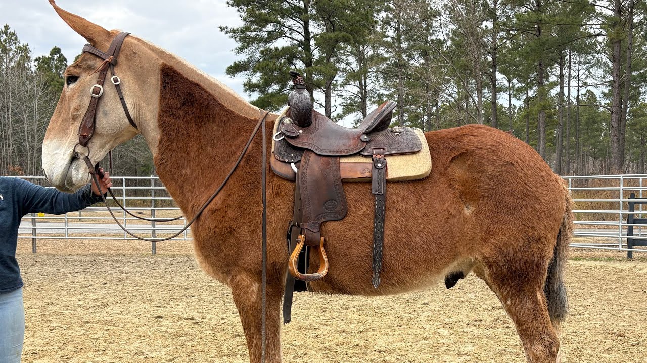Sorrel mule riding - YouTube