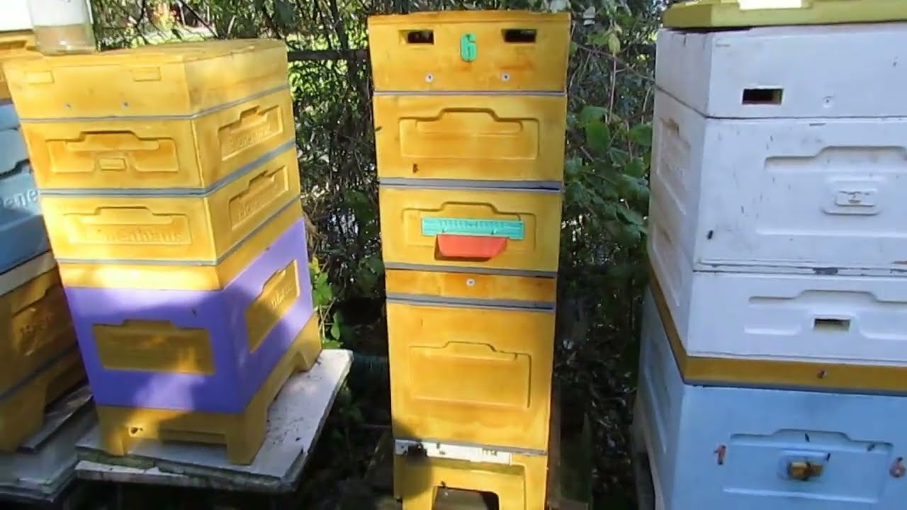 подготовка пчел в зиму в 6 рамочном улье - весенний облет пчел, через ...