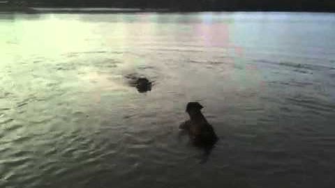 Wo kann man mit ottern schwimmen