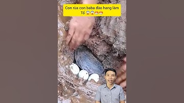 Kỳ lạ con rùa, con baba đẻ trứng #cacconvat #docla #fishing