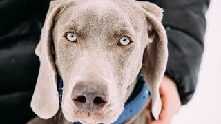 What is the Weimaraner's typical energy level?