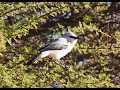 Birds of Ethiopia